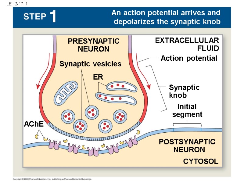 LE 12-17_1 EXTRACELLULAR FLUID PRESYNAPTIC NEURON Synaptic vesicles An action potential arrives and depolarizes